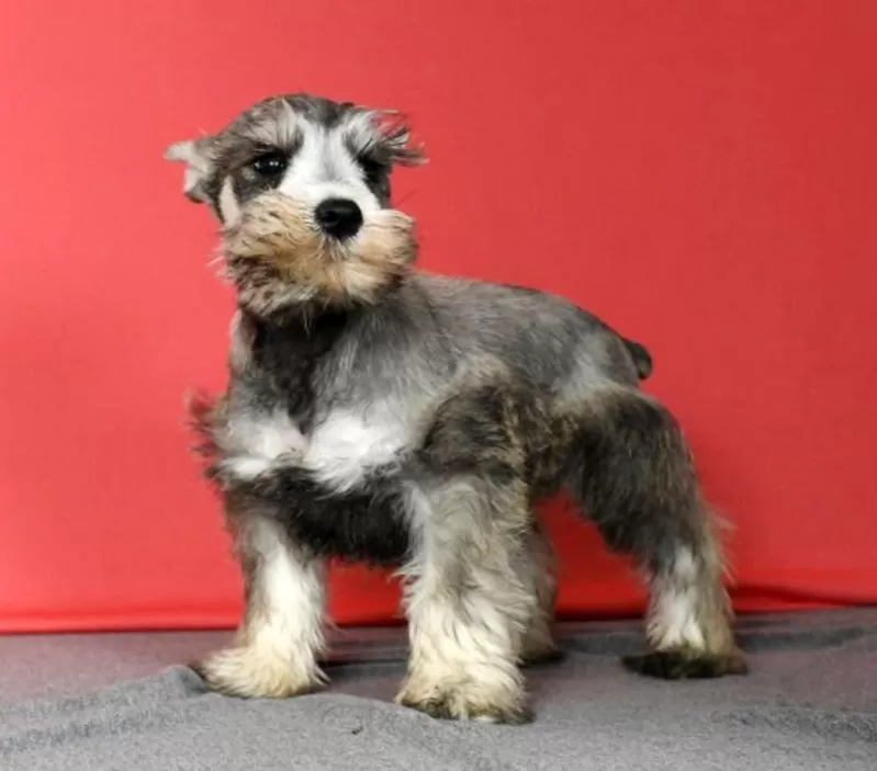 Winston