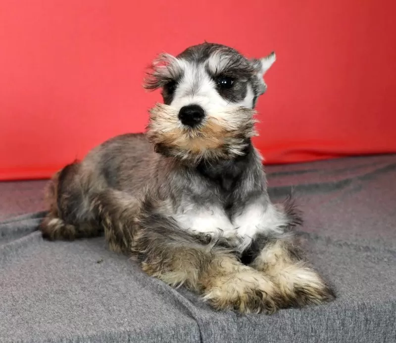 Winston