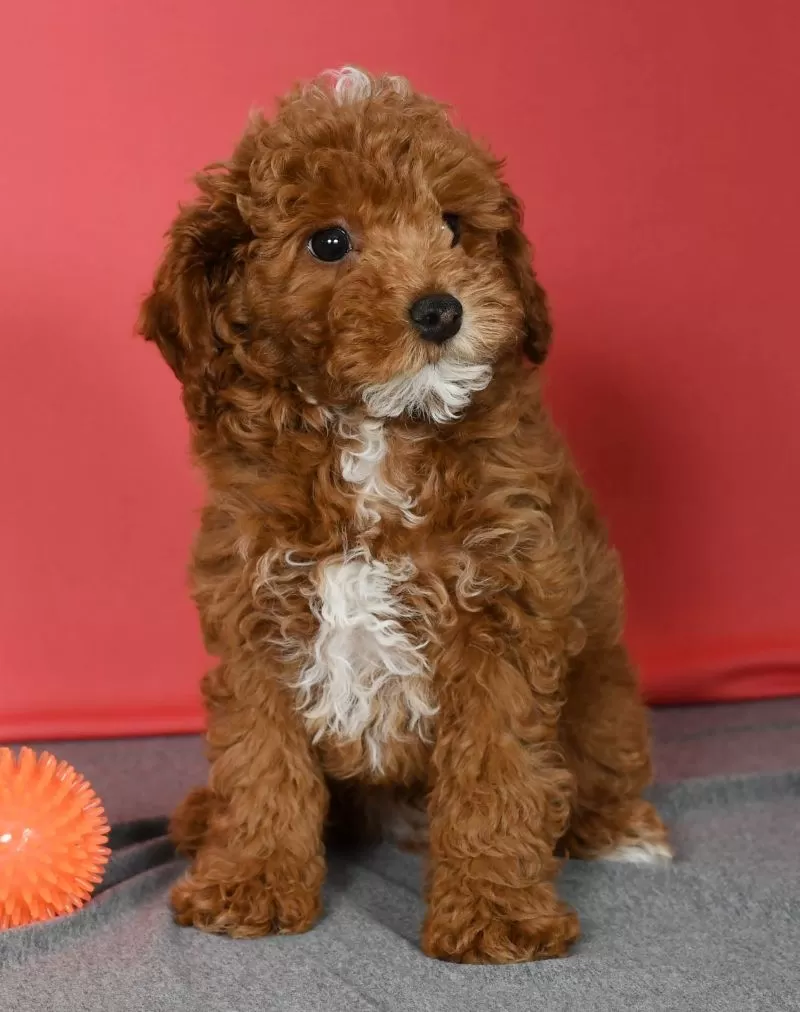 Archie
