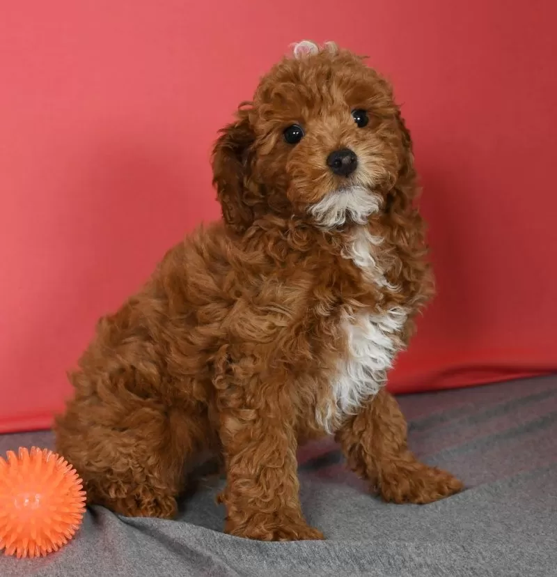 Archie