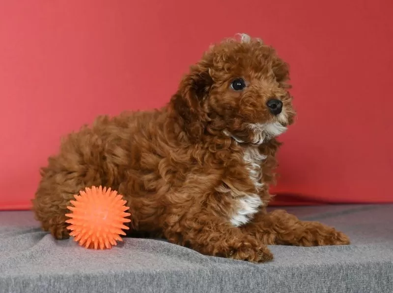 Archie