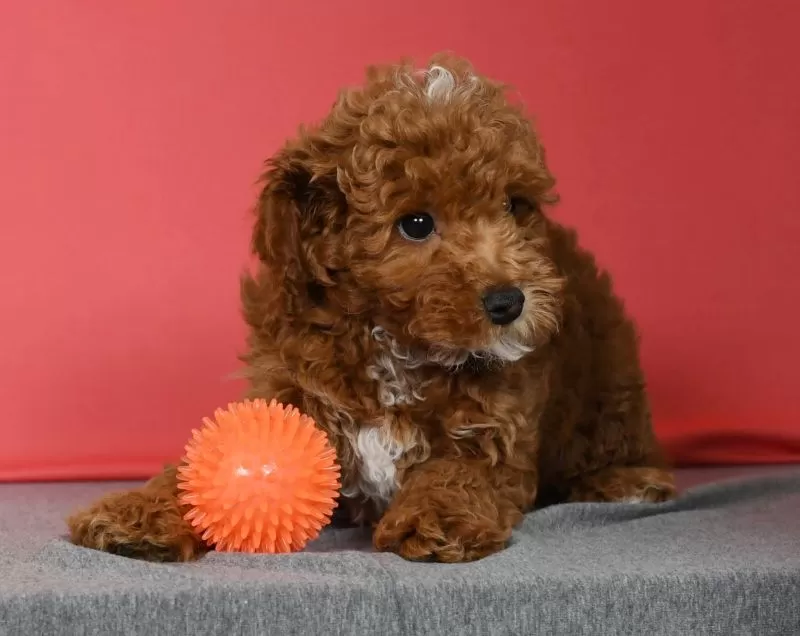 Archie