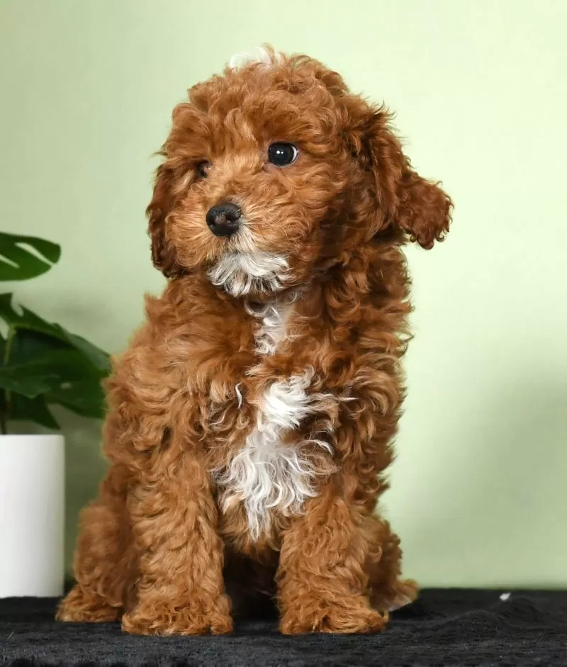 Archie