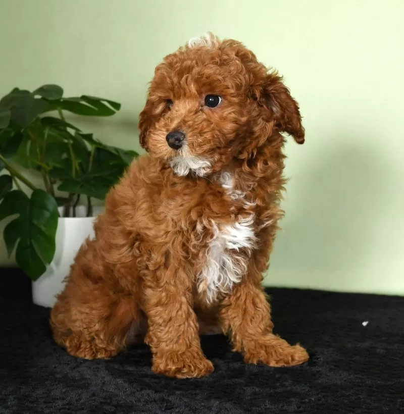 Archie