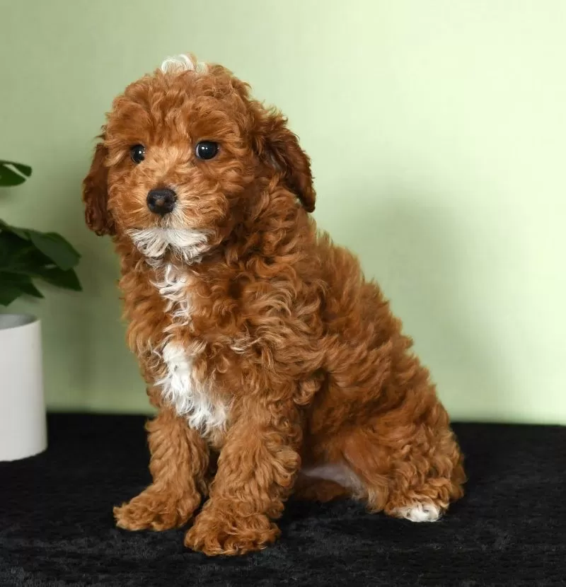 Archie