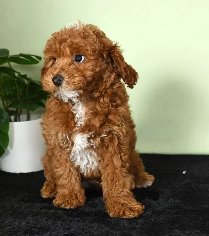 Archie