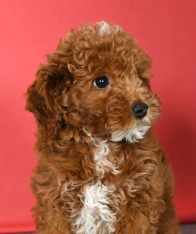 Archie