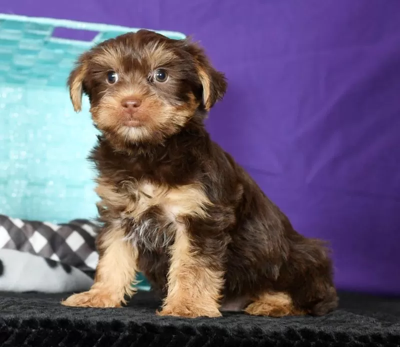 Cocoa