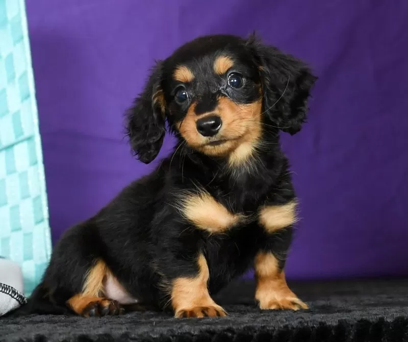 Delilah