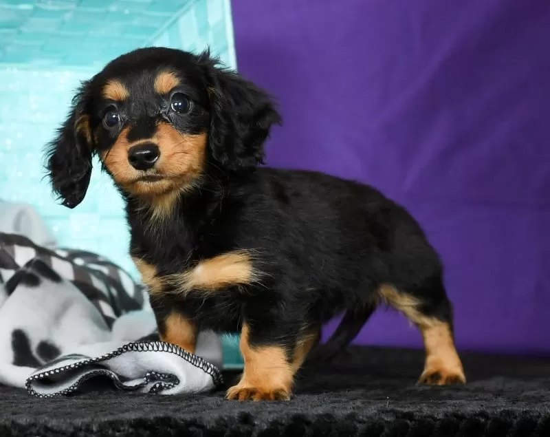 Delilah