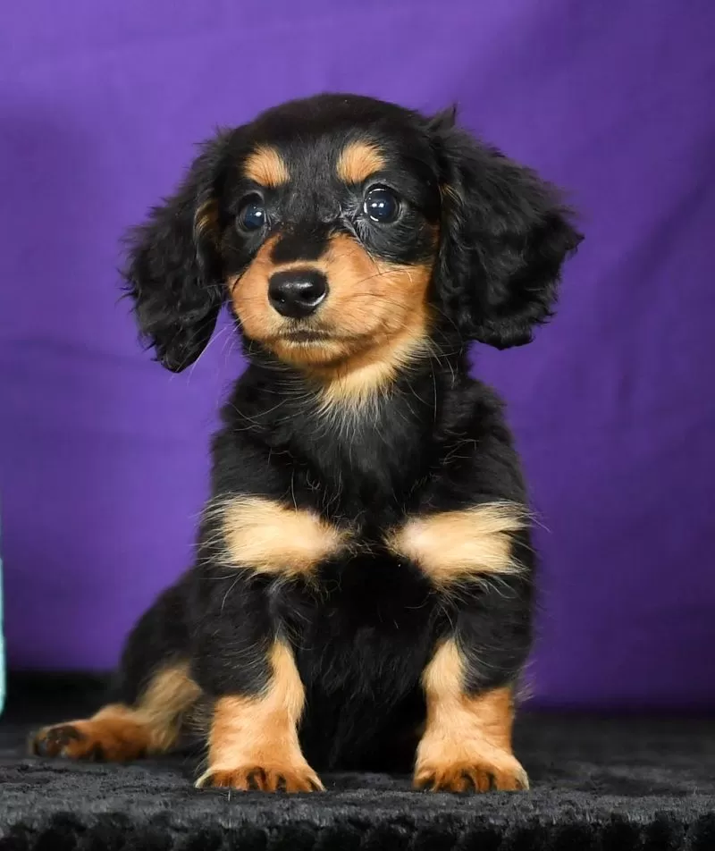 Delilah