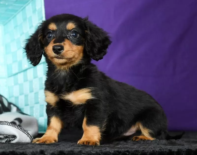 Delilah