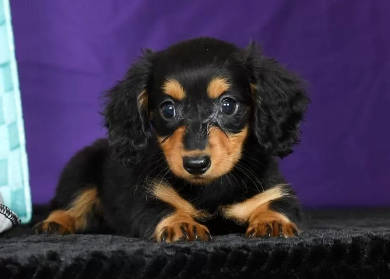 Delilah
