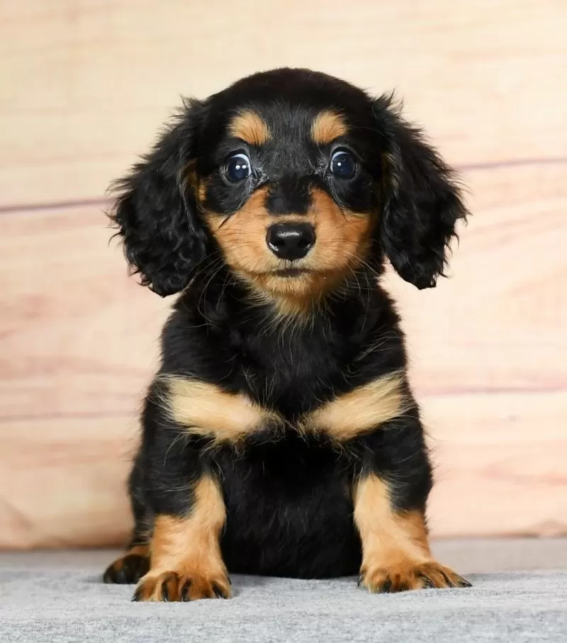Delilah