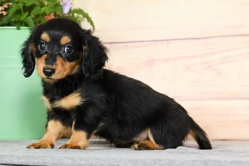 Delilah