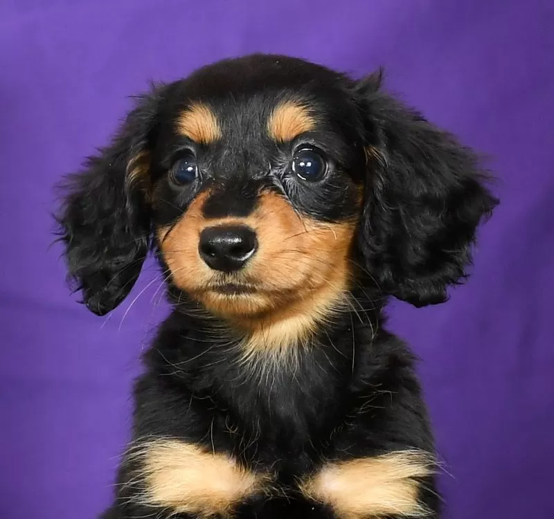 Delilah