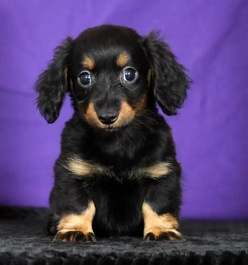 Daisy