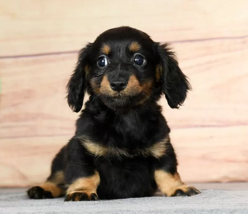 Daisy