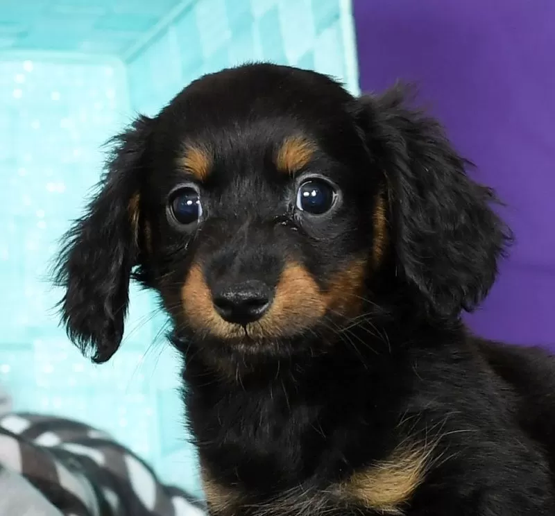 Daisy