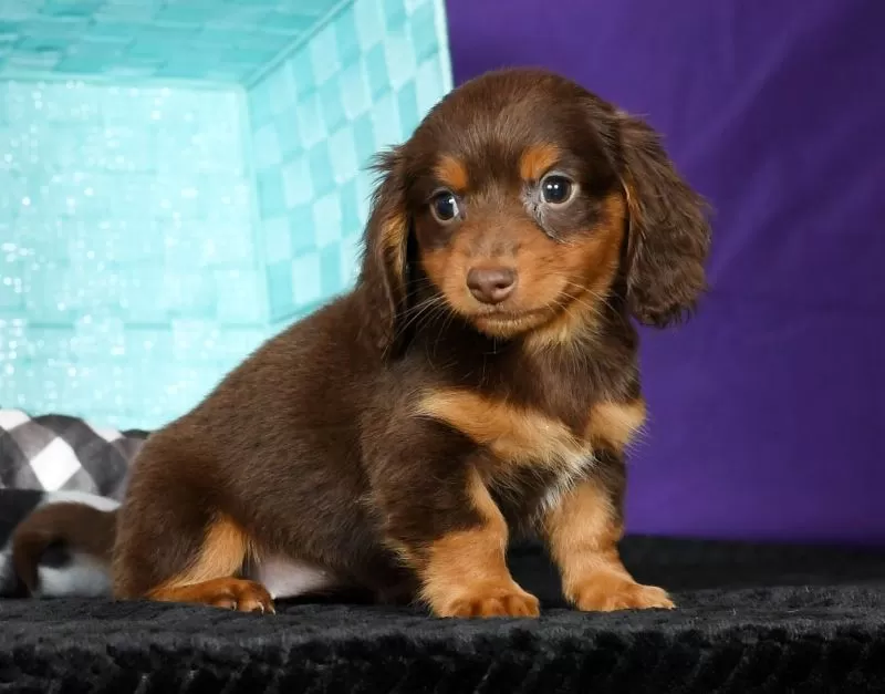 Daphne