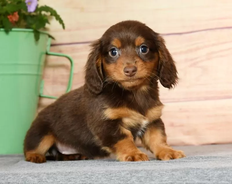 Daphne