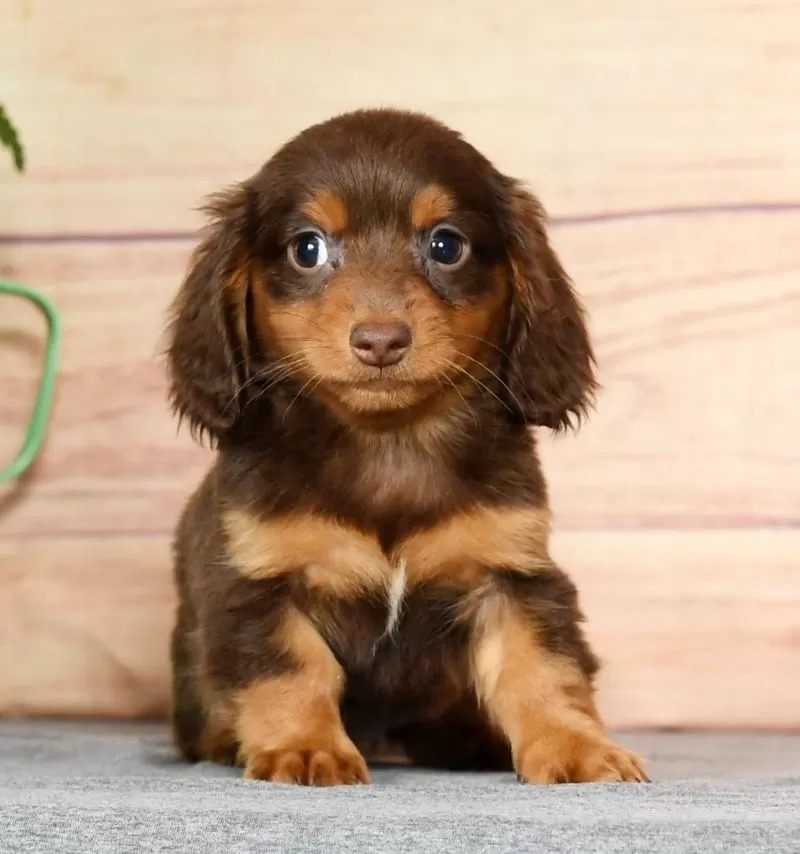 Daphne