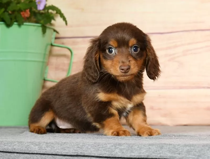 Daphne