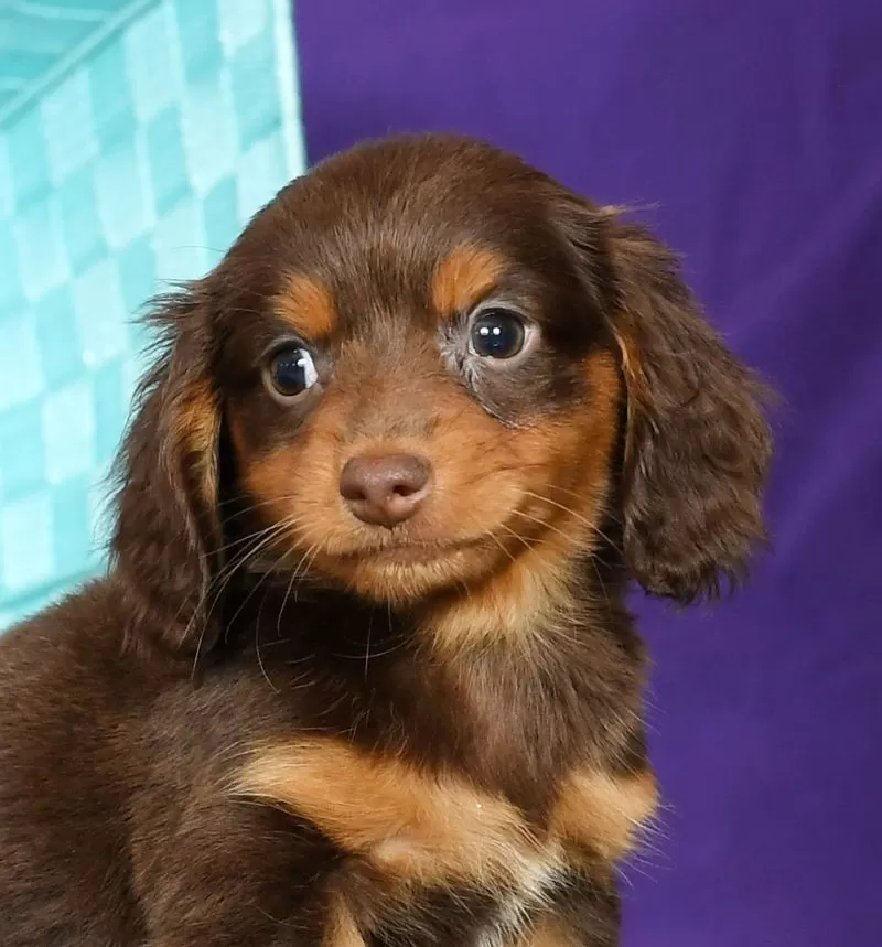 Daphne
