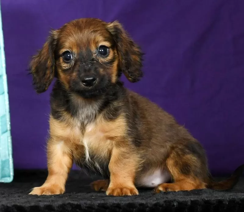 Dixie