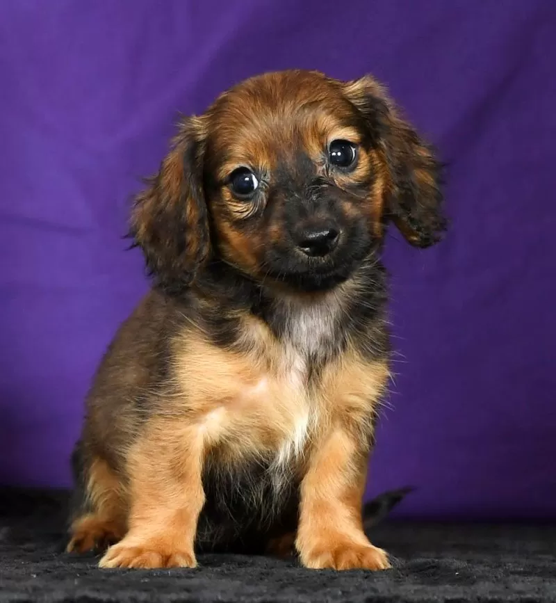 Dixie
