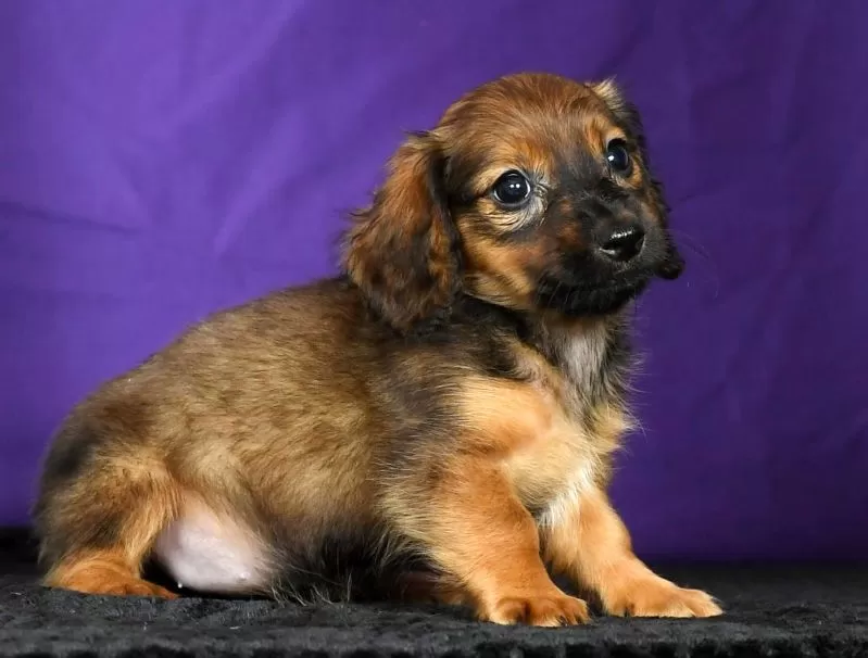 Dixie