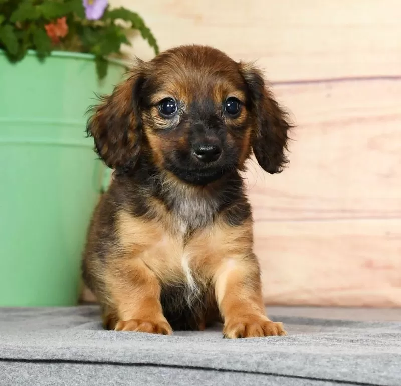 Dixie