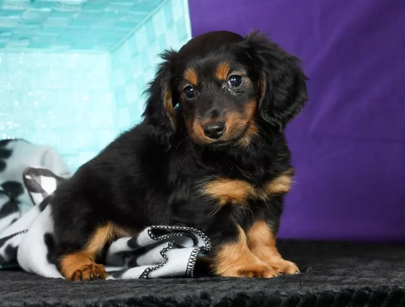Duke