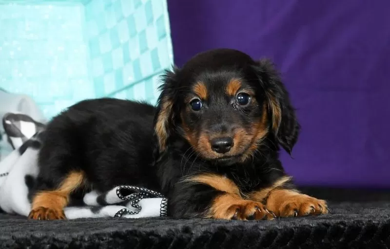 Duke