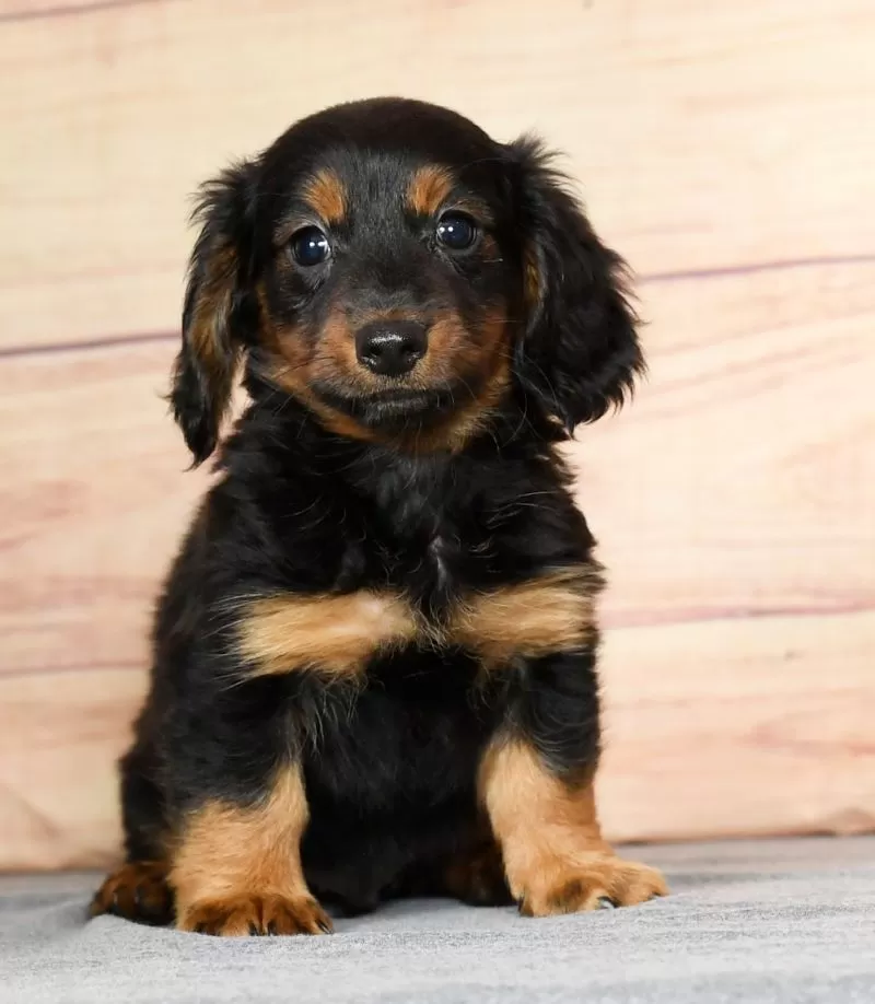 Duke
