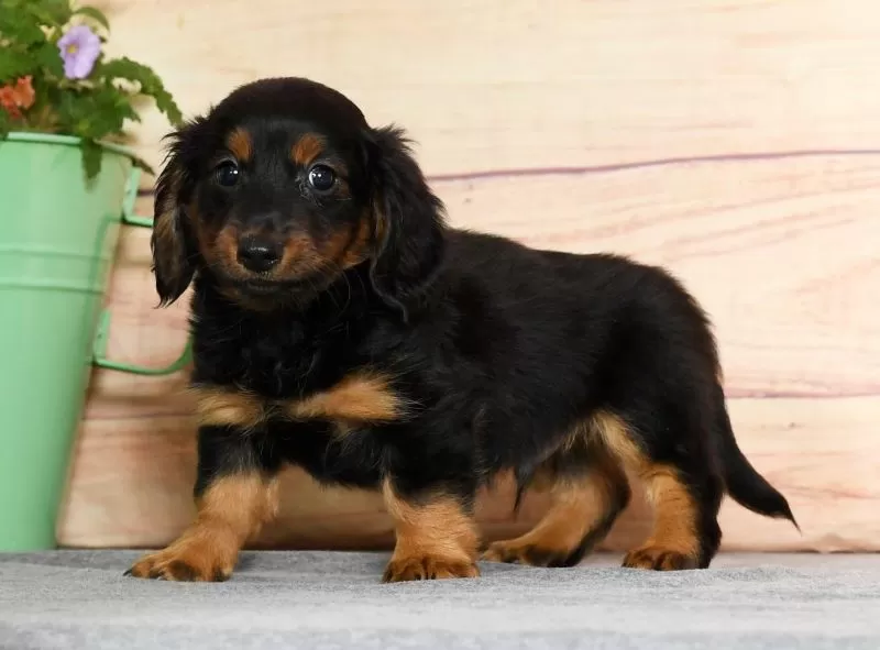 Duke