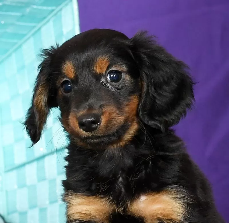 Duke