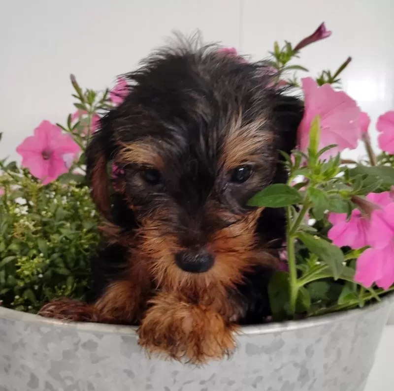 Fozzie