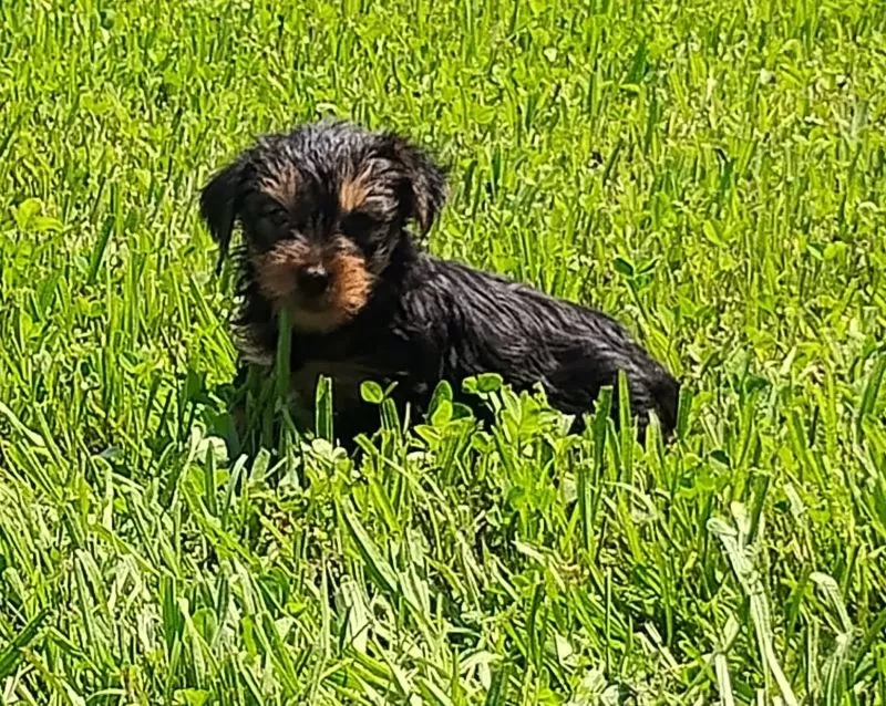 Fozzie