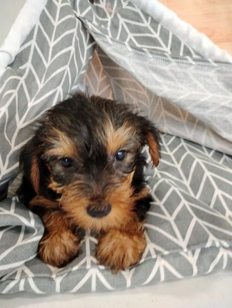 Fozzie
