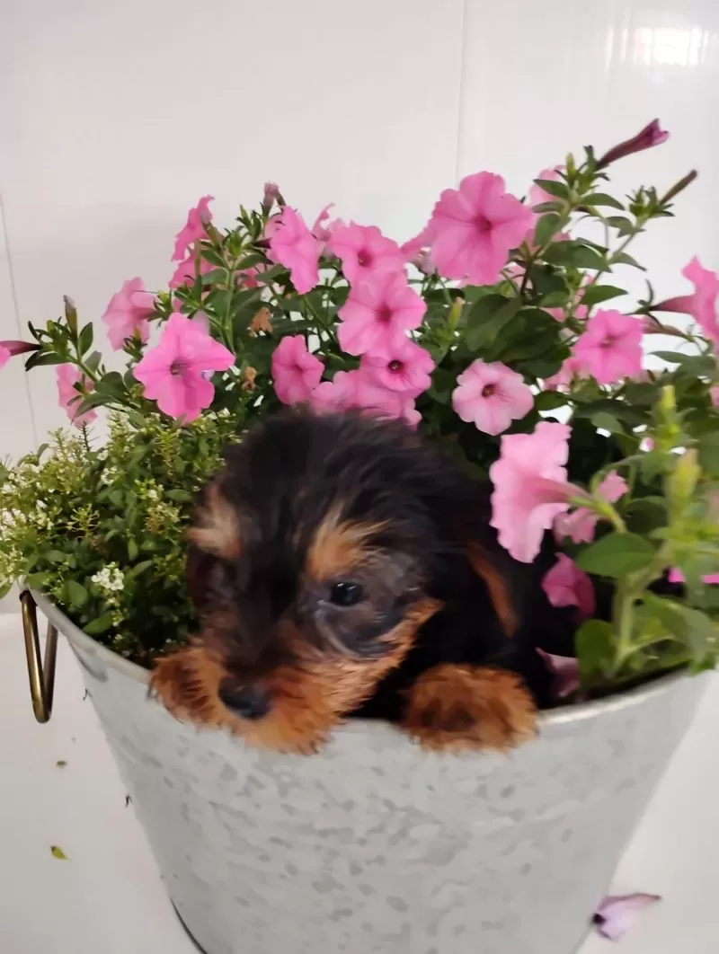Fozzie