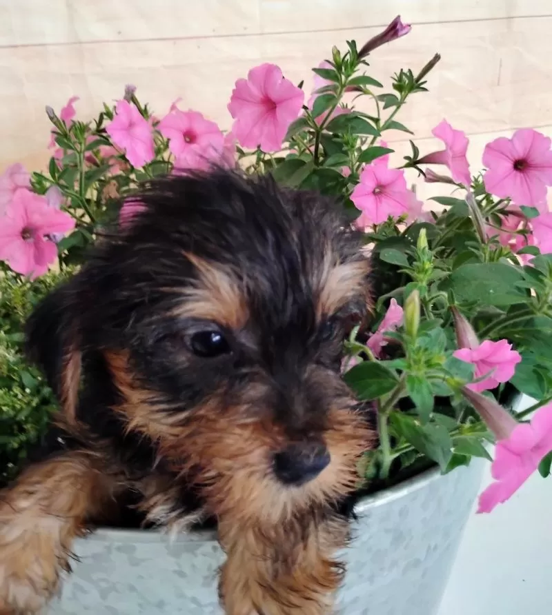 Fozzie
