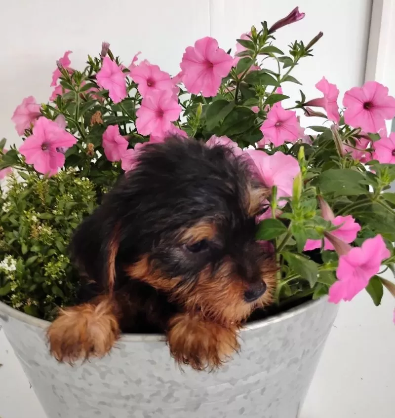 Fozzie