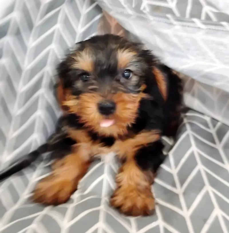 Fozzie