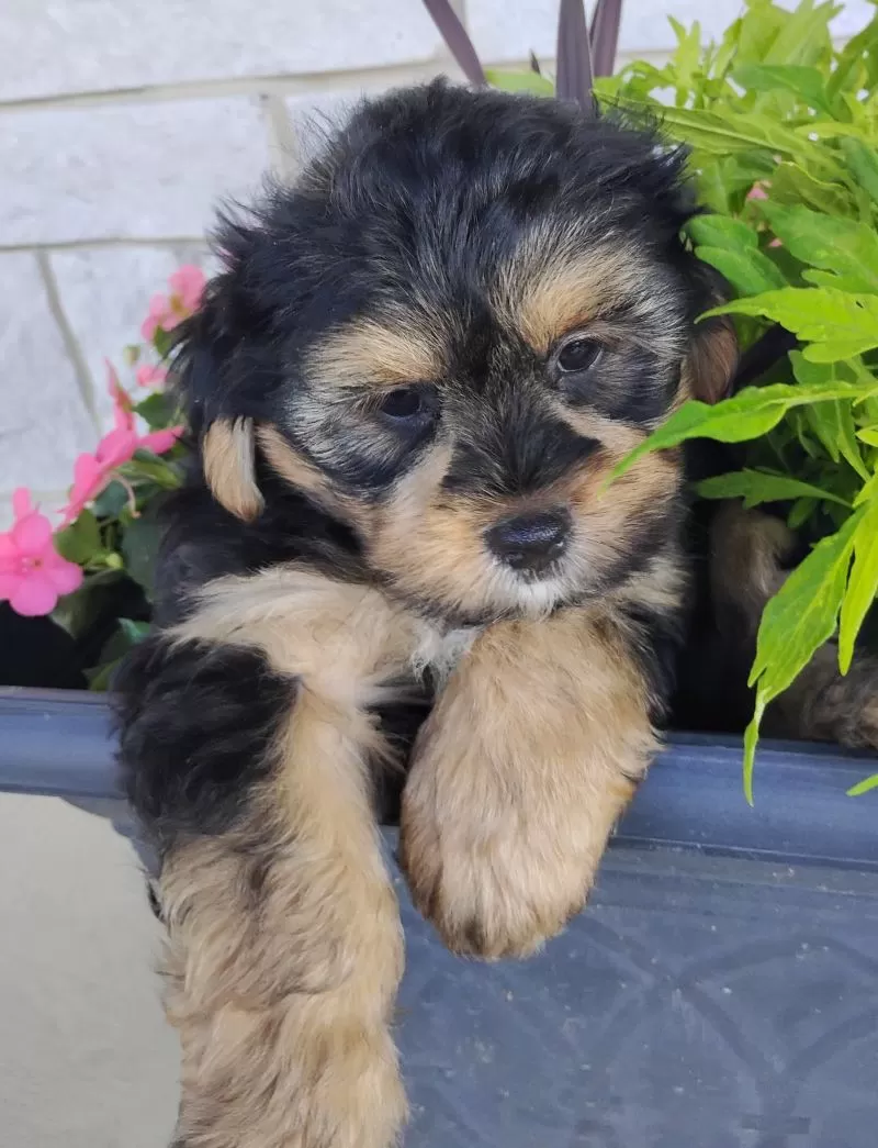 Grady