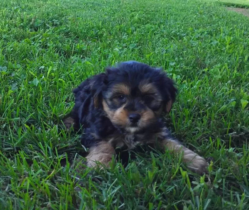 Grady