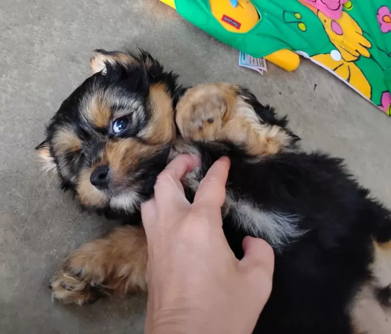Grady