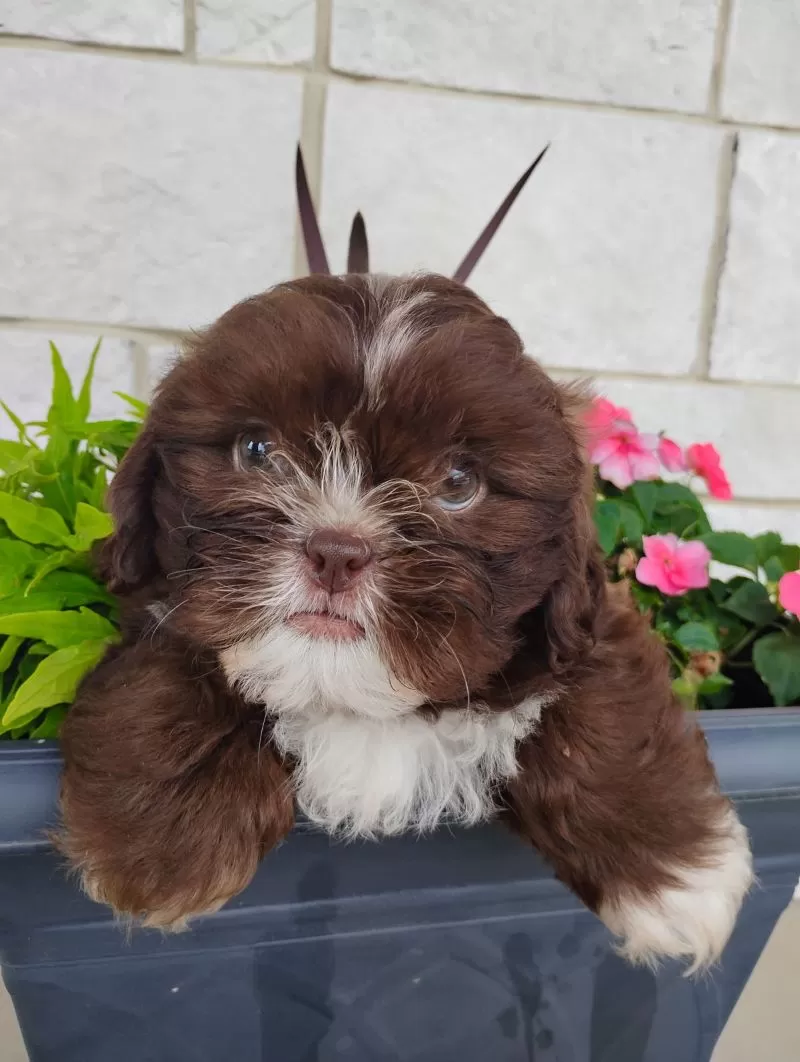 Fudgecicle