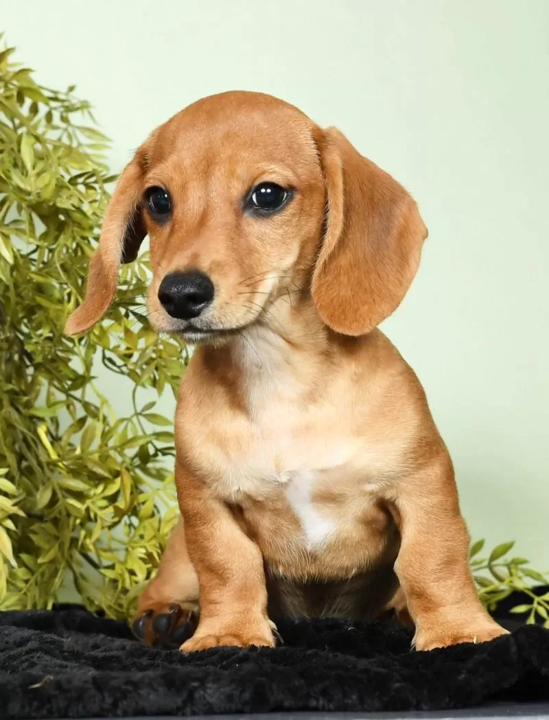 Diego