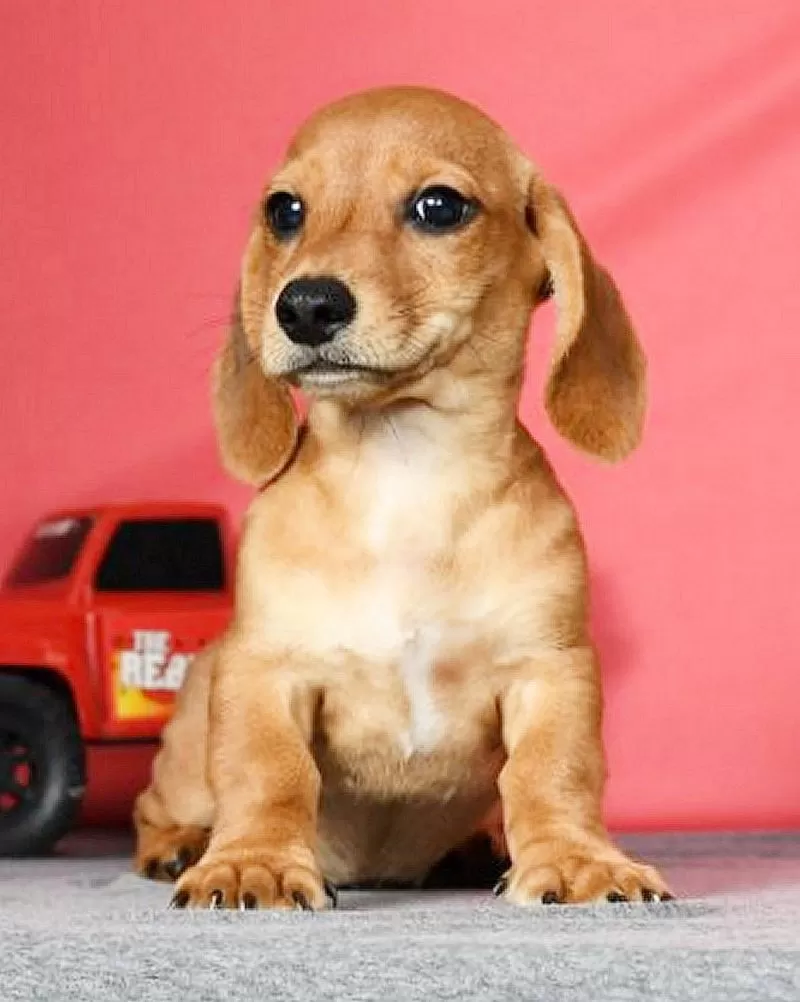 Diego